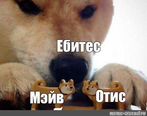 Сиба ину ебитес