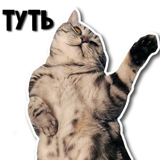Котик туть Мем