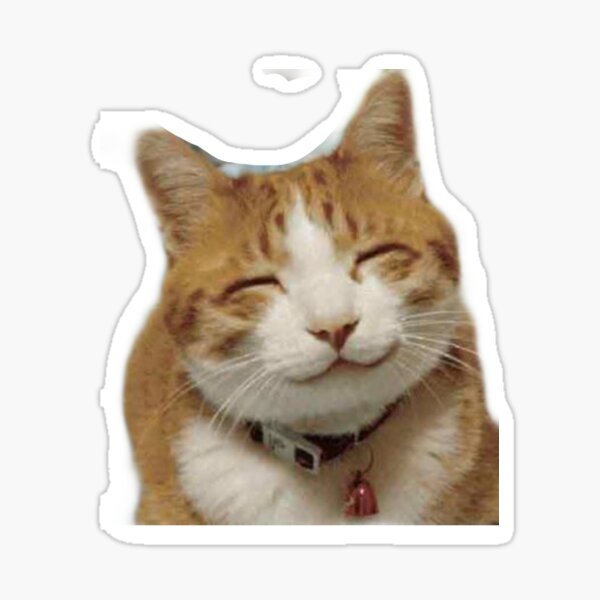 Забавный котик PNG