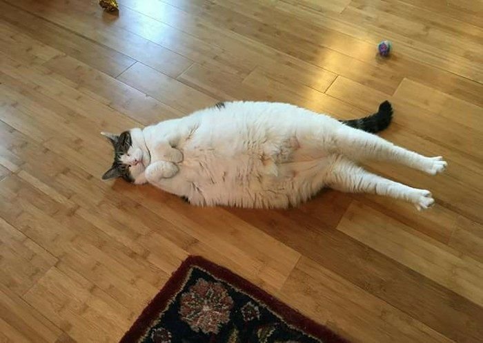 Кот объелся