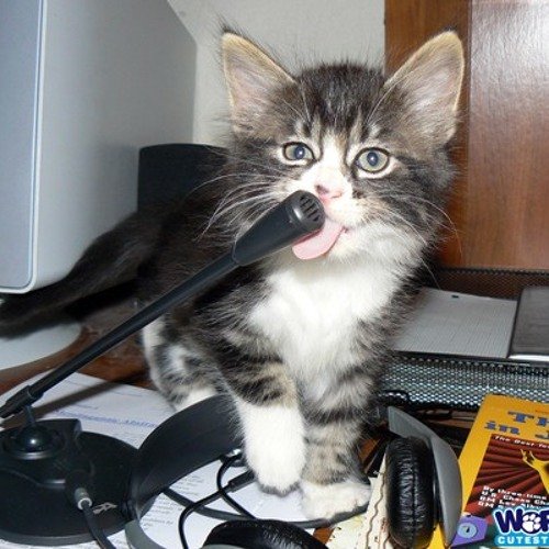 Кот с микрофоном