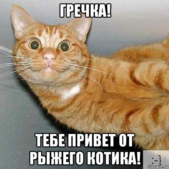 Кот довольный рыжий