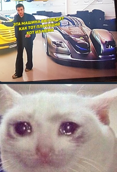 Кот в машине