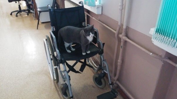 Кот в инвалидной коляске