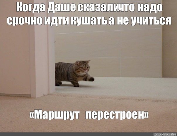 Коты кушают Мем