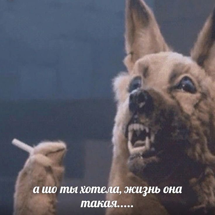 Пикчи для переговоров собаки