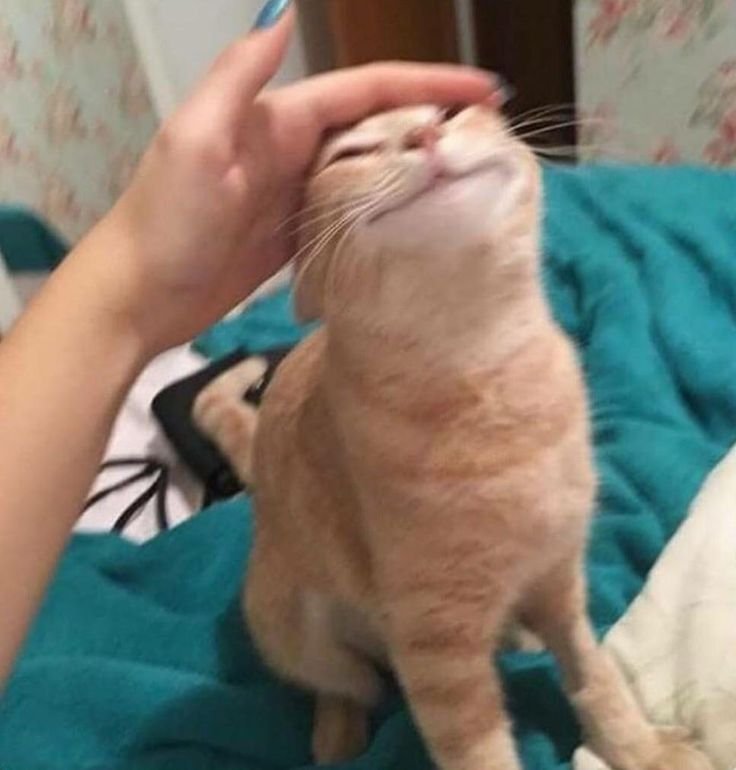 Гладить кота