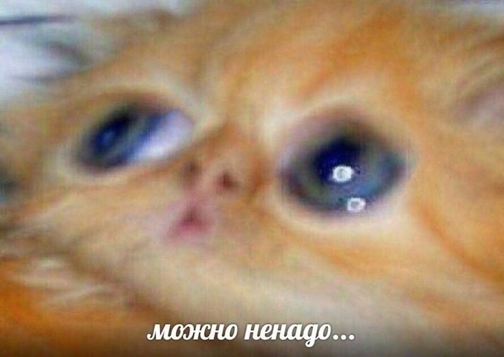 Можно ненадо Мем