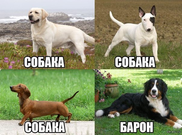 Мемы про породы собак