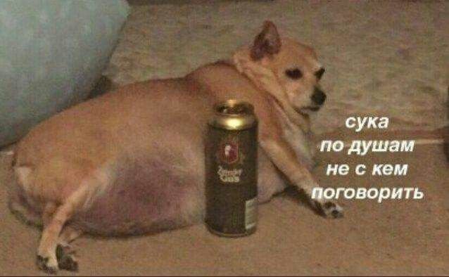 А кому сейчас легко с собакой