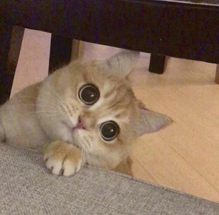 Мемы с котиками