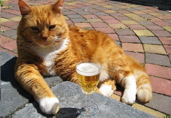 Рыжий кот бухает