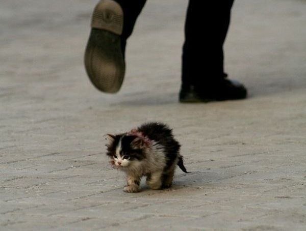 Мом я обязательно выживу