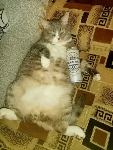 Кот с пивом Мем