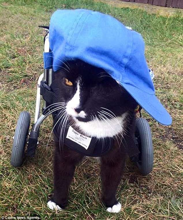 Котик в коляске