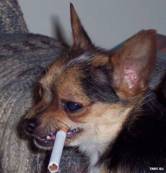 Курящий пес