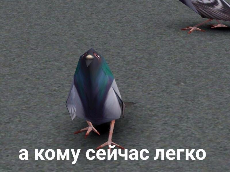 А кому сейчас легко с собакой