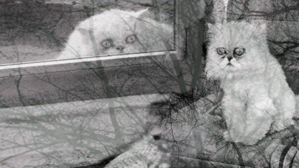 Тленный кот Мем