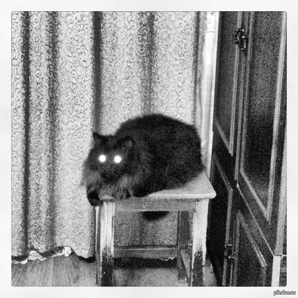 Кот безысходность