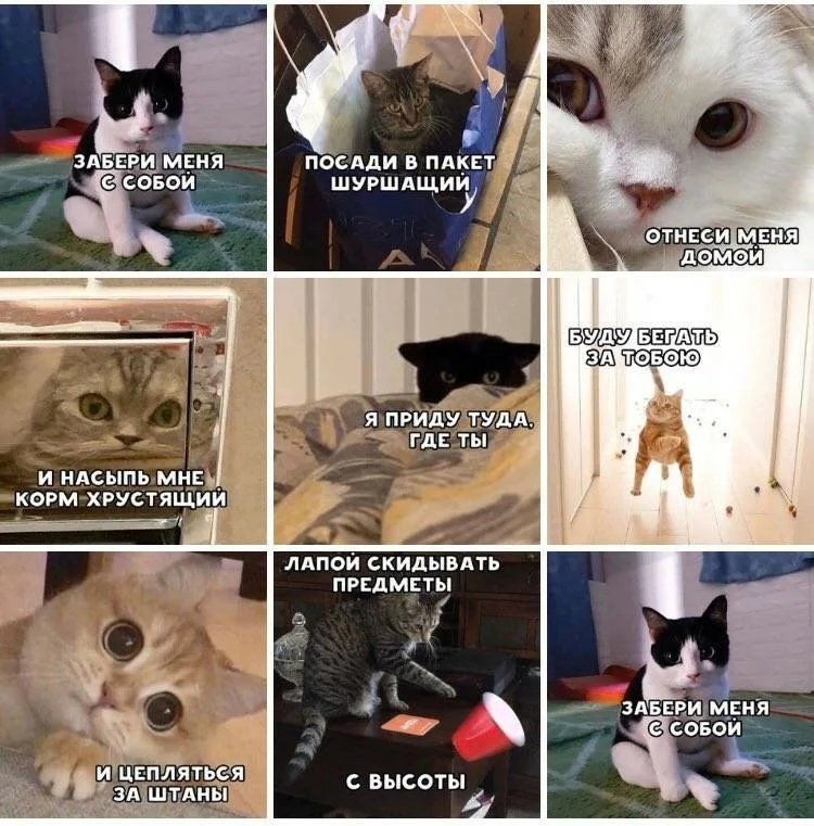 Мемы из котов