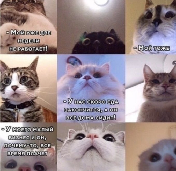 Популярные мемы коты
