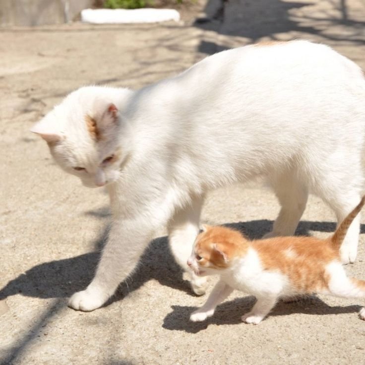 Котята с мамой