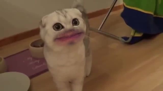 Кот с открытым ртом Мем