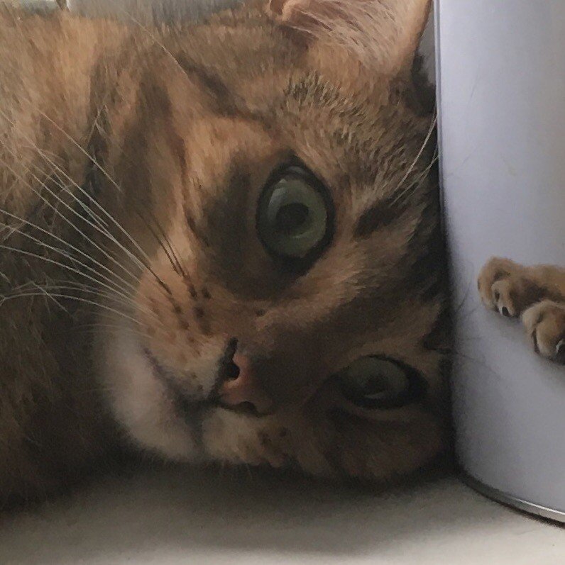 Кот в депрессии