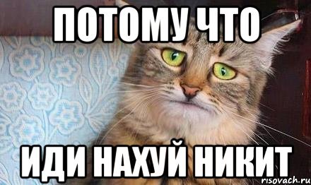 Кот Никита Мем