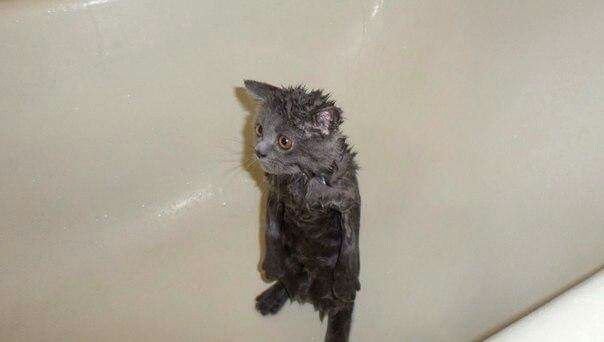 Кот безысходность