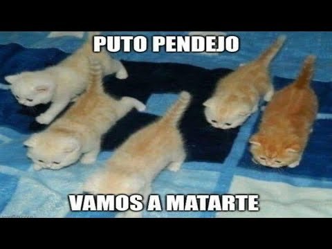 Котята в атаку Мем