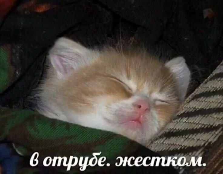 Котенок спит Мем
