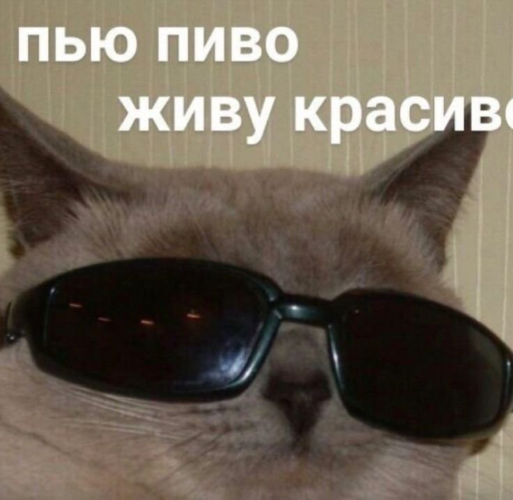 Котик в очках