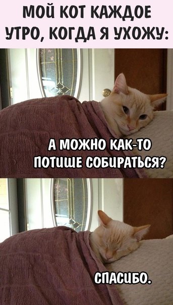 Спящий кот мемы