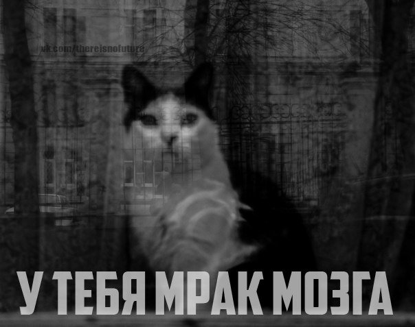 Кот в отчаянии