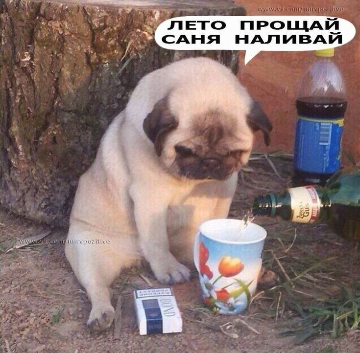 Пятница юмор