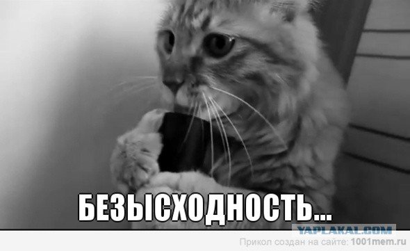 Кот безысходность Мем