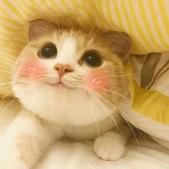 Милый кот улыбается