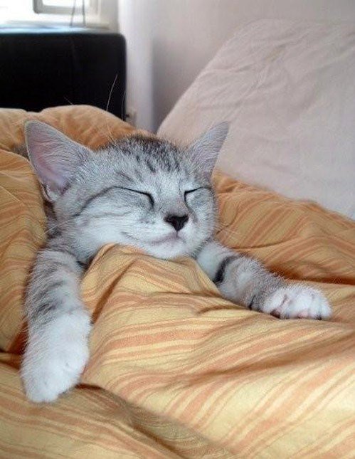 Котенок спит