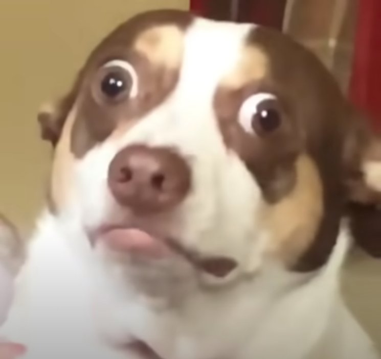 Собака косая