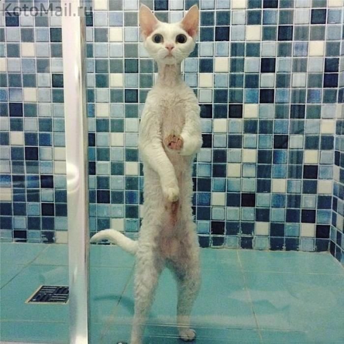 Котик в душе