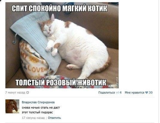 Прикол про Толстого кота