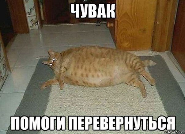 Толстый кот наелся