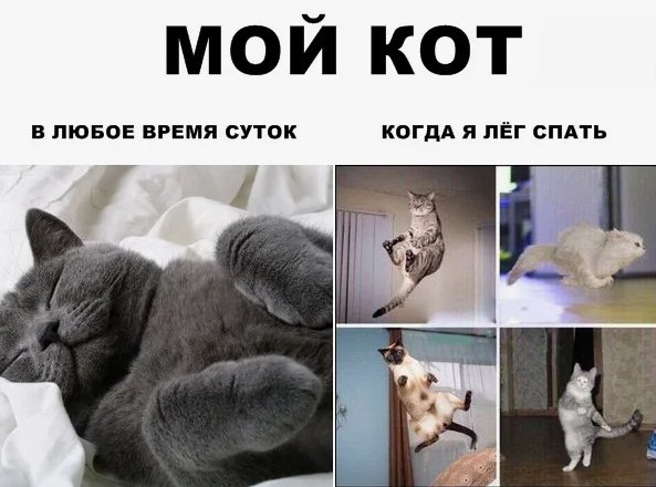 Мой котя