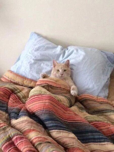 Кот в одеяле