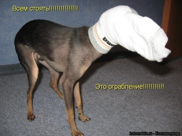 Собака с носком на голове