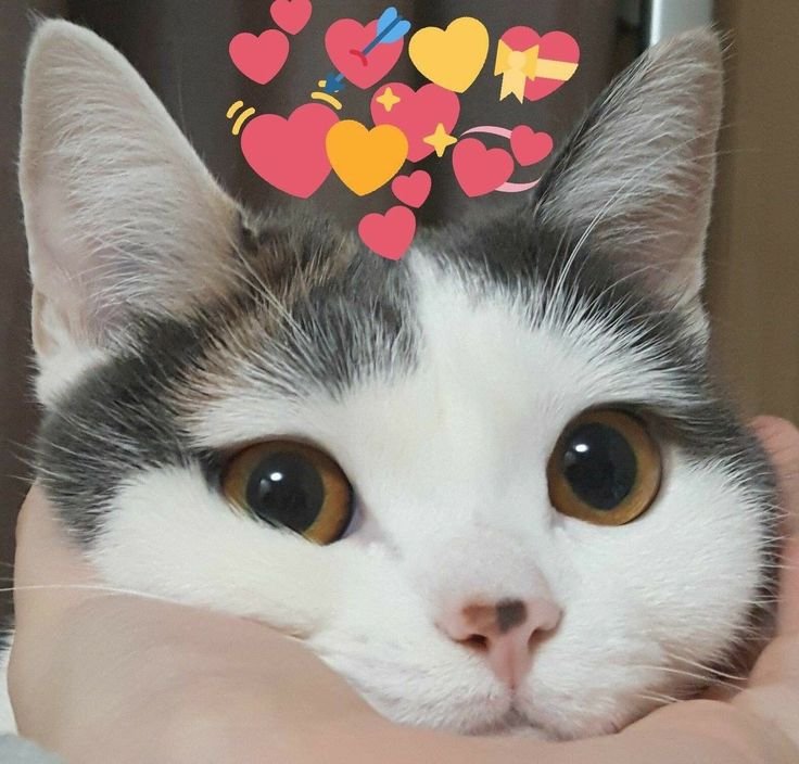 Милая моська