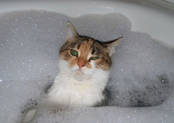 Кот в джакузи