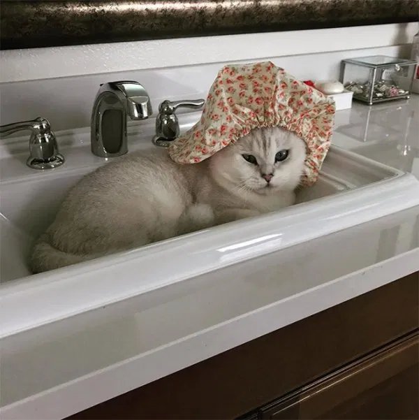 Кошка в ванной