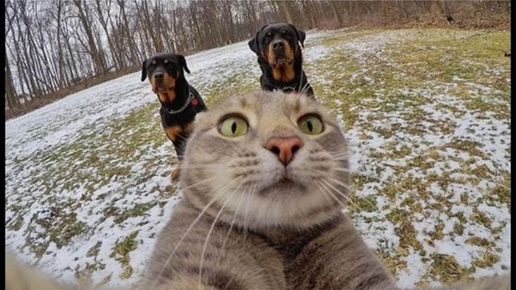 Популярные животные интернета